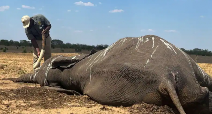 Seorang anggota dari 160 populasi gajah yang mati pada akhir 2023 di Taman Nasional Hwange, Zimbabwe, karena dampak kekeringan di daerah tersebut /Reuters