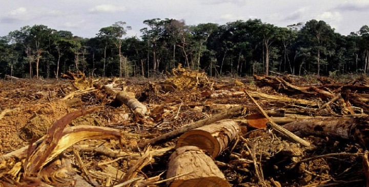 Ilustrasi hutan rusak. Sumber: Internet