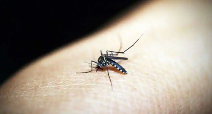 Malaria ditularkan ketika nyamuk menggigit seseorang yang membawa parasit. Parasit kemudian berkembang di dalam nyamuk, yang kemudian menggigit individu lain /net