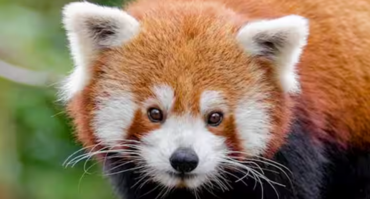 Panda Merah di alam liar /net