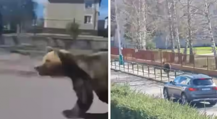 Video yang diposting di media sosial menunjukkan beruang itu berlari di sepanjang jalan dan akhirnya menerjang seorang pria di trotoar /X