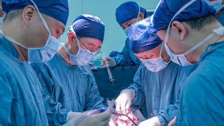 Untuk Pertama Kalinya, Ilmuwan China Berhasil Cangkok Organ Hati Babi ke Manusia   