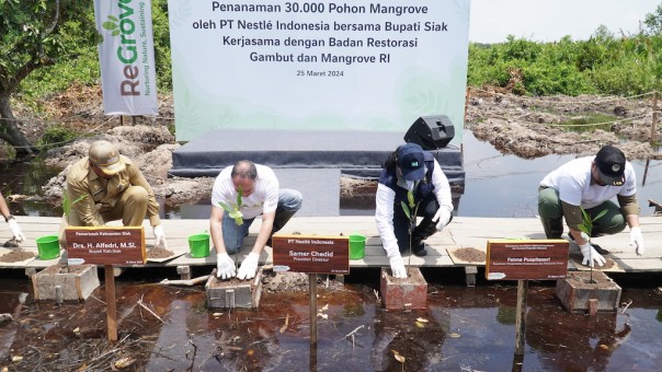 Nestle Indonesia dan BRGM Lakukan Penanaman 30.000 Pohon Mangrove di Siak