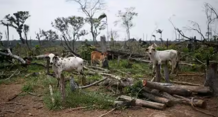Sapi merumput di padang rumput gundul di dataran Yari, di Caqueta, Kolombia 3 Maret 2021 /Reuters