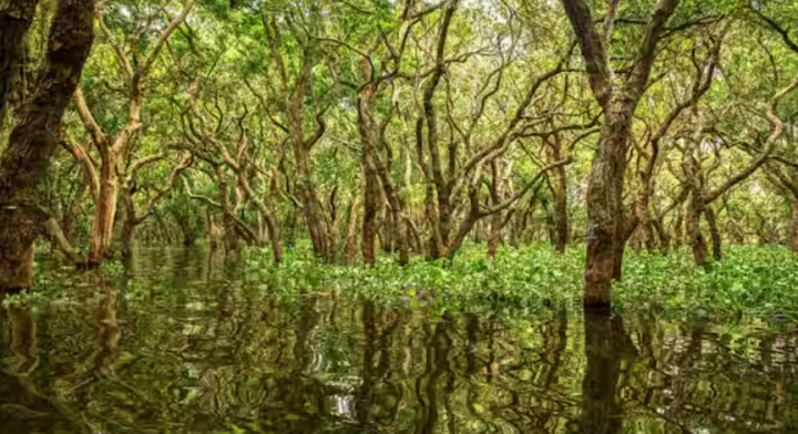 Gambar representasi hutan mangrove Kamboja /net
