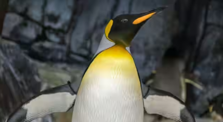 Penguin kaisar berkembang biak di platform es laut, dengan anak ayam menetas di musim dingin antara akhir Juli dan pertengahan Agustus /net