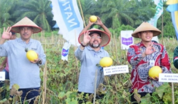 Panen Raya Buah Melon, Staf Ahli Bupati : Tanah Kita Subur dan Jangan Malu Menjadi Petani