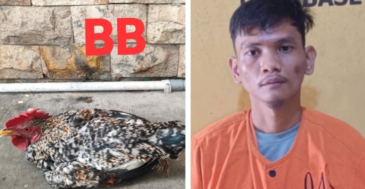 Resedivis Ini Kembali Masuk Bui Karena Kembali Melakukan Aksi Pencurian Ayam dan Handpone