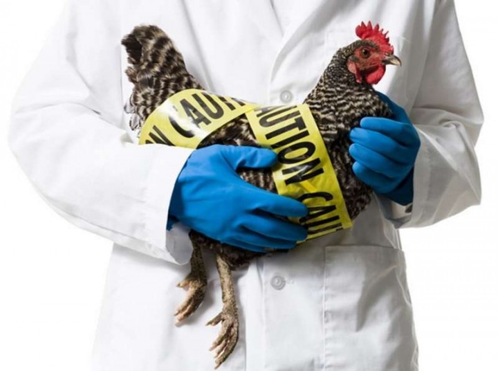 Hati-hati! Australia Laporkan Infeksi Flu Burung Pertama pada Manusia. (Foto:https://jabarprov.go.id/)
