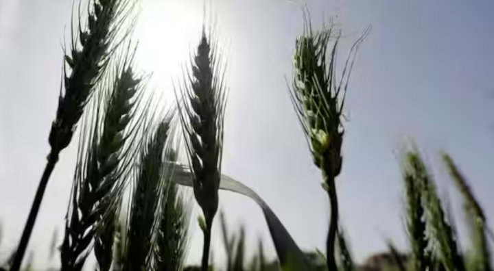 Tangkai gandum terlihat di ladang. Gambar untuk representasi /Reuters