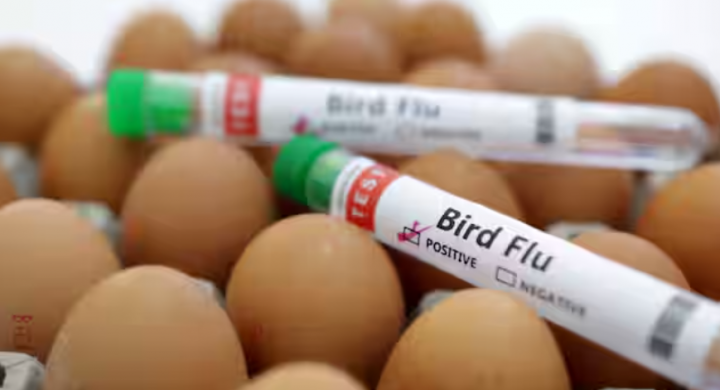 Virus flu burung yang biasanya muncul dari Asia selama 25 tahun tidak mengalami perubahan besar tetapi penyebarannya di antara burung-burung liar menunjukkan bahwa wabah bergeser, kata penelitian tersebut /Reuters