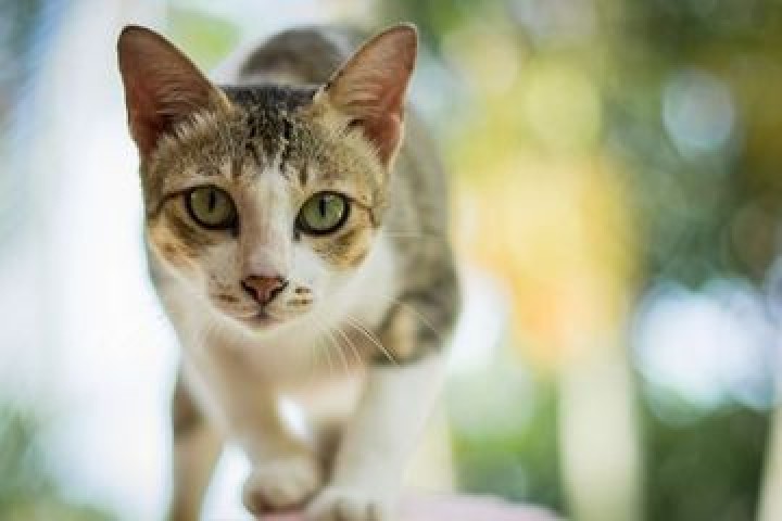 Viral Seekor Kucing Dipaku di Pohon Tewas, Pelaku Malah Tak Ditahan. 