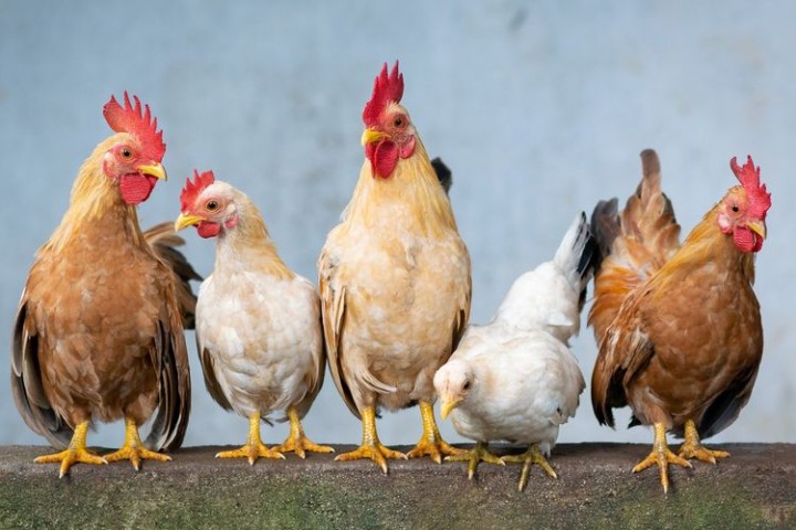Heboh Pria Perkosa Ratusan Ekor Ayam-Itik Hingga Tewas, Warganet: Kok Bisa?. (Ilustrasi)