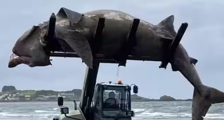 Sebuah forklift mengangkat hiu seukuran binatang buas dari pantai di Inggris /net
