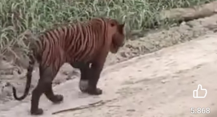 Viral, Video Harimau Sumatera Disebut Keluyuran di Jalan Koridor RAPP