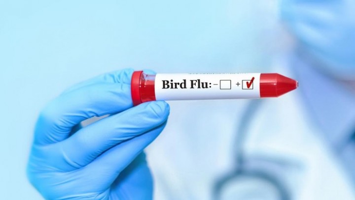 WHO Was-was Flu Burung Jadi Pandemi, Minta Vaksin Segera Tersedia