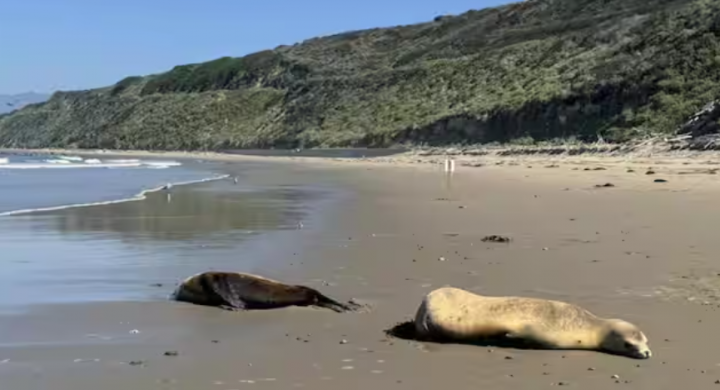 Insiden singa laut yang terdampar telah terjadi sejak 26 Juli, karena mamalia laut ditemukan tergeletak di sepanjang garis pantai di kabupaten Santa Barbara dan Bentura, menurut Institut Kelautan dan Satwa Liar Kepulauan Channel /X