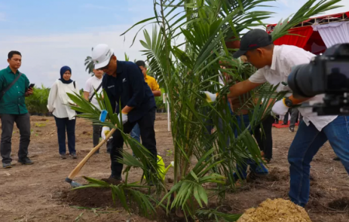 Direktur Utama PTPN IV PalmCo Jatmiko Santosa saat melakukan tanam perdana sawit mitra Koperasi Produsen Gading Jaya Makmur seluas 172,25 hektare di Kabupaten Kampar, Riau. PalmCo optimis target PSR seluas 60.000 hektare tercapai menyusul sambutan positif