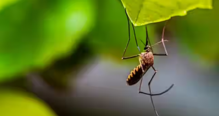 Oropouche adalah penyakit virus tropis yang disebabkan oleh gigitan nyamuk /net