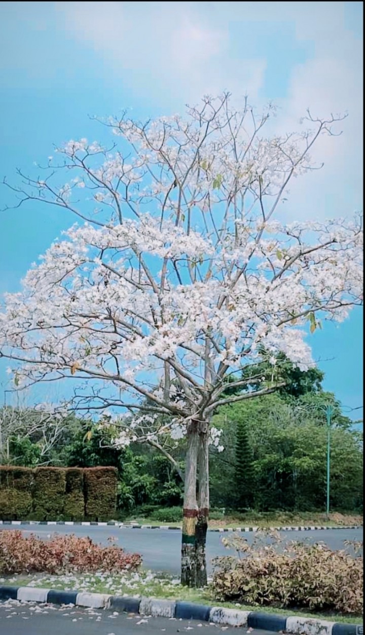 Mirip Bunga Sakura, Bunga Tabebuya Putih Tumbuh Indah di jalanan Siak