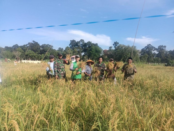 Babinsa 0322/Siak Bersama Kelompok Tani Famili Maju Panen Perdana Padi Gogo di Sungai Mempura