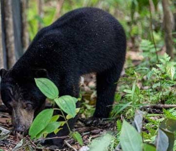 Warga Khawatir Diserang Beruang Madu yang Muncul di Kecamatan Mandau