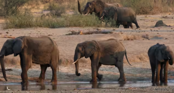 Gajah terlihat di dekat lubang air di dalam Taman Nasional Hwange, di Zimbabwe /Reuters