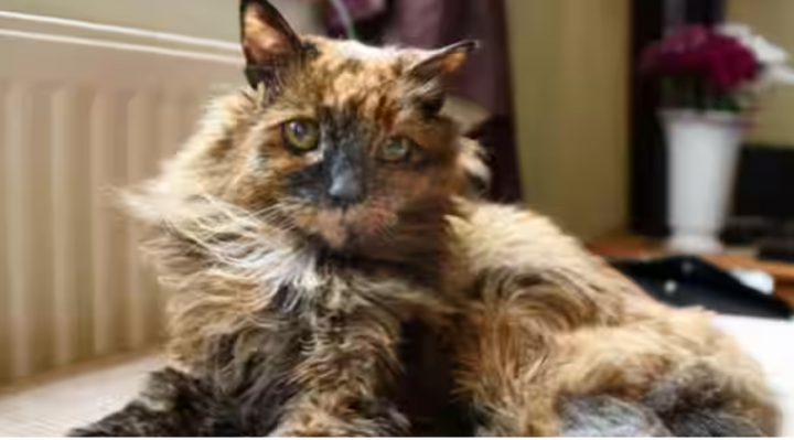 Kucing tertua di dunia Rosie meninggal dunia /net