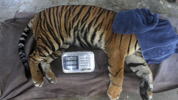 Saat PON Berlangsung, Satu Harimau Sumatera di Meda Zoo Mati Lagi, Sisa 7 Ekor. (MedanZoo)