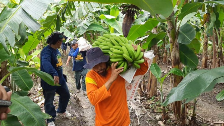 Petani pisang. Sumber: Warta Kita