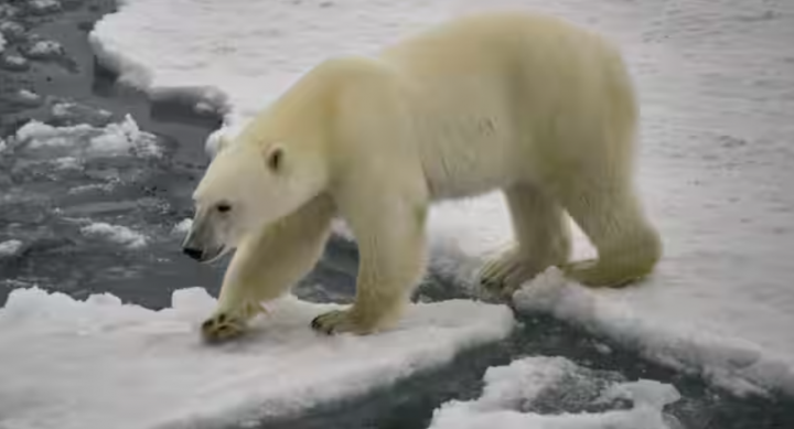 Dalam gambar representatif ini, seekor beruang kutub dapat dilihat di Teluk Essen di lepas pantai Prince George Land, sebuah pulau di kepulauan Franz Josef Land  /AFP