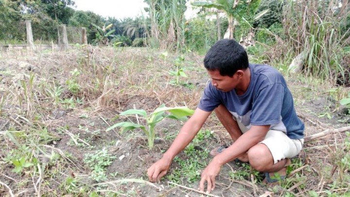 RAPP Dukung Rawang Kao Jadi Sentra Pisang