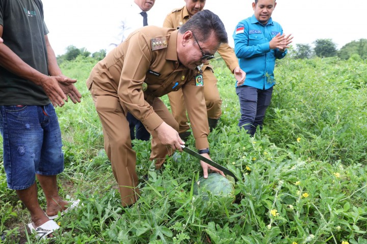 Sulap Lahan Kosong, Jadi Kebun Semangka Kelompok Tani ini, Cuan