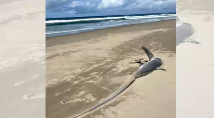 Makhluk laut aneh itu terdampar di sebuah pantai di New South Wales /Facebook