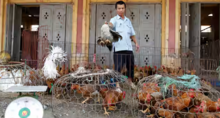 Seorang pria melemparkan seekor ayam ke dalam kandang di pasar gas grosir di desa Ha Vy, di luar Hanoi /Reuters