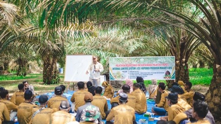 PTPN IV Rangkul 1.584 Petani Mitra Perkuat Perkebunan Berkelanjutan Standar Internasional RSPO