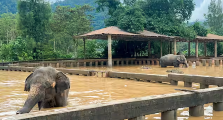 Banjir di Thailand menewaskan gajah yang diselamatkan di Chiang Mai /Reuters