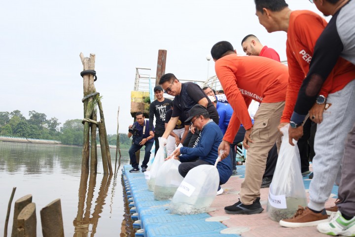 Konservasi Alam, Pemkab Siak Tabur 20 Ribu Benih Patin ke Sungai Siak