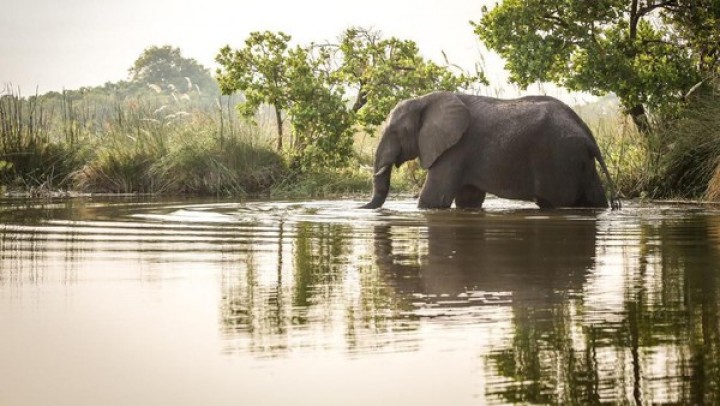 10 Ekor Gajah Mati Misterius di Cagar Alam India