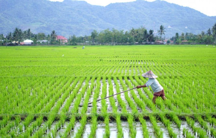 Ilustrasi sawah. Sumber: Kelurahan Sumberagung