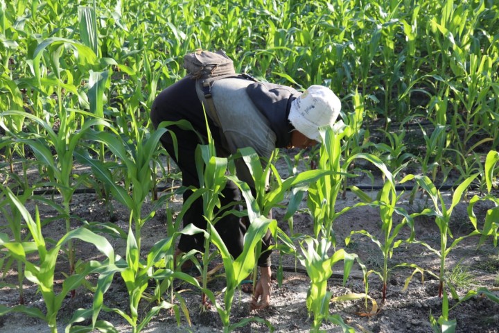 Menanam Jagung. Sumber: Seknas FITRA