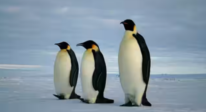 Penguin kaisar adalah yang tertinggi dan terberat dari semua spesies penguin /net