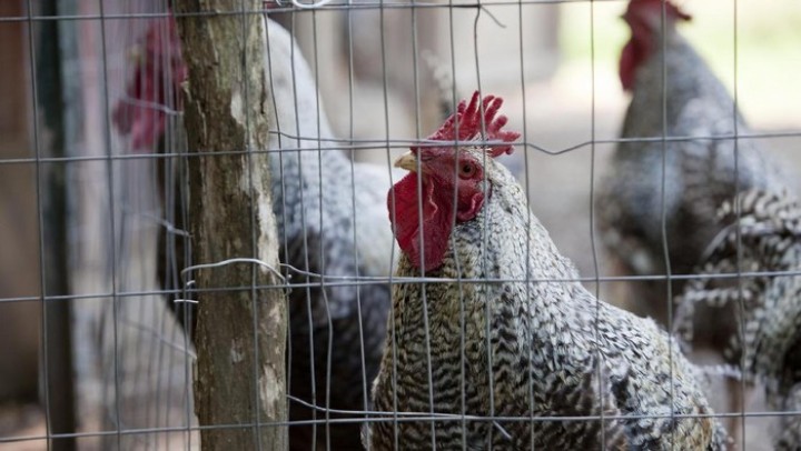 Kanada Deteksi Kasus Dugaan Flu Burung H5 Pertama Pada Manusia, Begini Kondisi Pasien