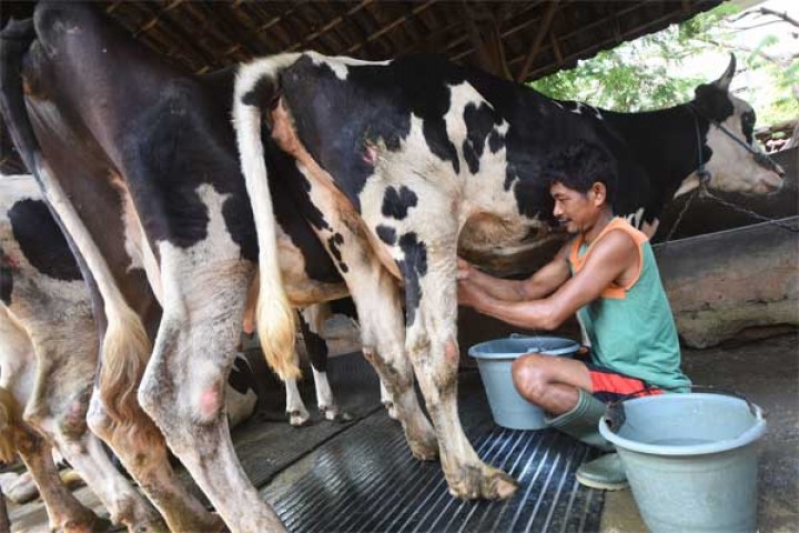 Produksi susu sapi. Sumber: bisnis style