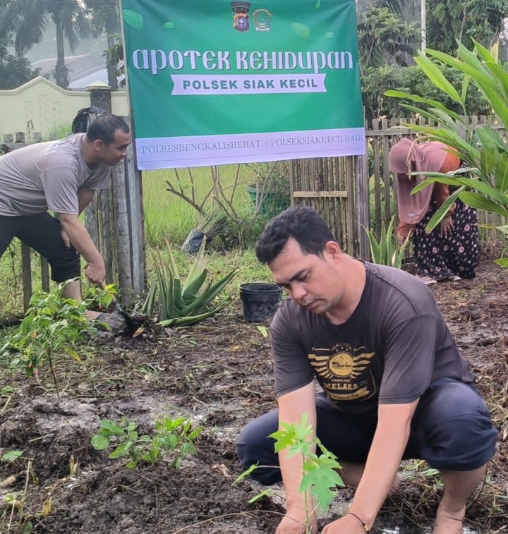 Dukung Swasembada Pangan, Polsek Siak Kecil Siapkan Pekarangan Bergizi ada padi ubi cabe dan apotik hidup