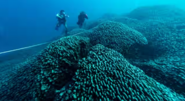 selebaran yang diambil oleh National Geographic Pristine Seas pada 24 Oktober 2024, dan dirilis pada 14 November, menunjukkan karang terbesar di dunia yang terletak di dekat Kepulauan Solomon Pasifik /AFP PHOTO-NATIONAL GEOGRAPHIC PRISTINE SEAS