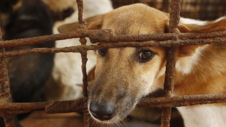 Apa Kabar Baleg DPR yang Melindungi Pedagang dan Pemakan Daging Anjing-Kucing