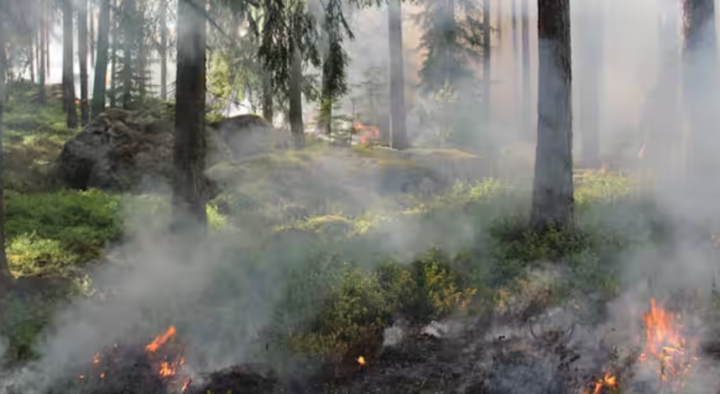 Penelitian yang diterbitkan dalam majalah Lancet menunjukkan dampak kesehatan yang berbahaya dari polusi udara dari kebakaran hutan /gambar representatif 