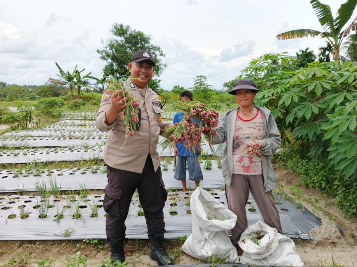 Bhabinkamtibmas Cooling System Kunjungi Petani Panen Bawang dan Berikan Himbauan Kamtibmas Pasca Pilkada