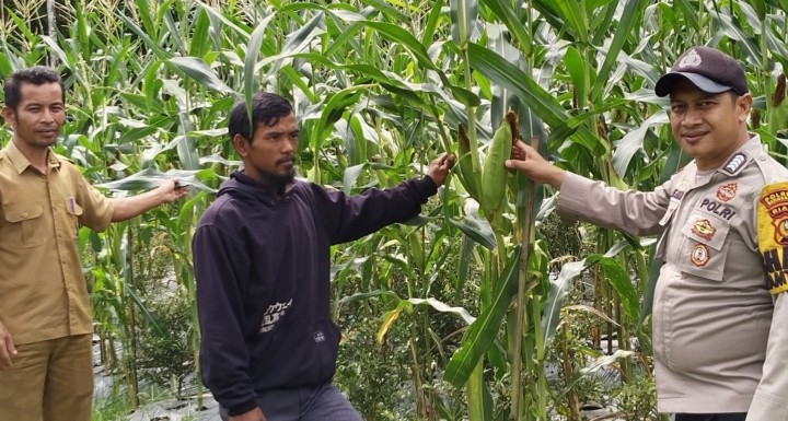 Polsek Siak Kecil Cek Tanaman Jagung dan Bantu Masyarakat Upaya Mewujudkan Ketahanan Pangan